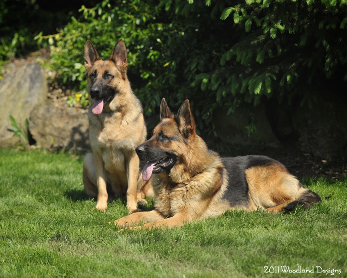 akc german shepherd puppies price
