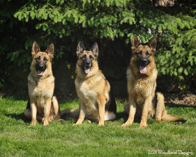 AKC Registered German Shepherd Puppies 